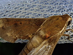 Rhagastis mongoliana