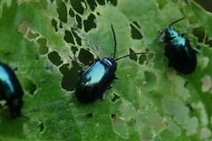 Altica cyanea