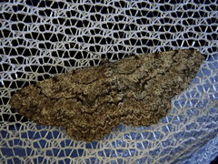 Hypomecis kuriligena