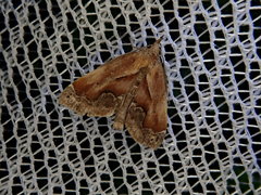 Lophomilia polybapta