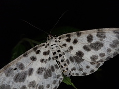 Antipercnia albinigrata