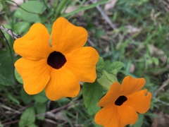 Thunbergia alata
