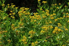 Pearsonia cajanifolia