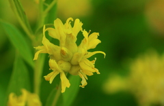 Pearsonia cajanifolia