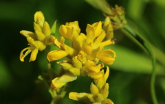 Pearsonia cajanifolia