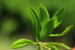 Pearsonia cajanifolia