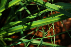 Chlorophytum bowkeri