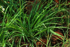 Chlorophytum bowkeri