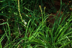 Chlorophytum bowkeri