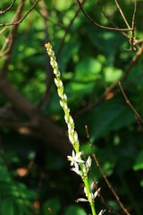 Chlorophytum bowkeri