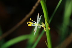 Chlorophytum bowkeri