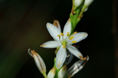 Chlorophytum bowkeri