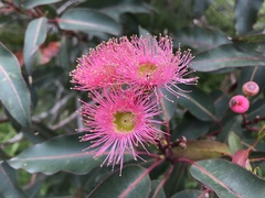 Corymbia ficifolia