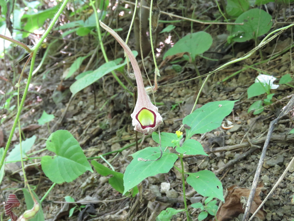 Jalisco Dutchman's pipe