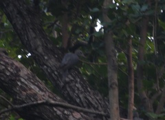 Mulleripicus pulverulentus