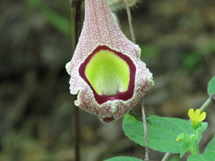 Aristolochia foetida