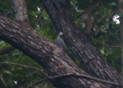 Mulleripicus pulverulentus