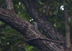 Mulleripicus pulverulentus