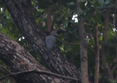 Mulleripicus pulverulentus