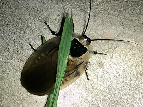 Giant Cave Cockroach