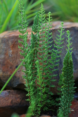Cheilanthes hirta