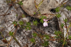 Stylidium repens