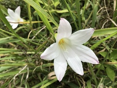 Zephyranthes robusta