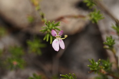Stylidium repens