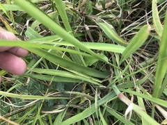 Zephyranthes robusta