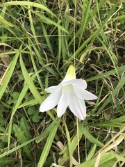 Zephyranthes robusta