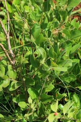 Vangueria