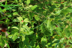 Vangueria