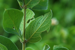 Vangueria