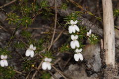 Stylidium repens