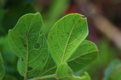 Vangueria