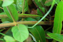 Vangueria