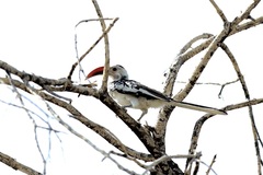 Tockus damarensis