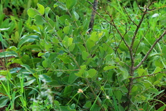 Vangueria