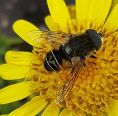 Eristalis croceimaculata