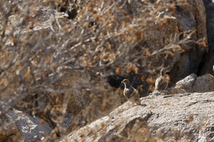 Pternistis hartlaubi