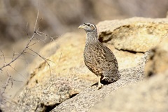Pternistis hartlaubi