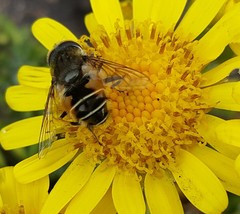 Eristalis croceimaculata