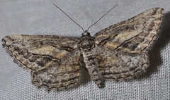 Sardocyrnia fortunaria