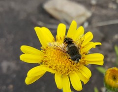 Eristalis croceimaculata