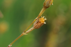 Silene burchellii