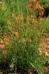 Silene burchellii