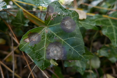 Colletotrichum trichellum