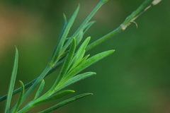 Silene burchellii