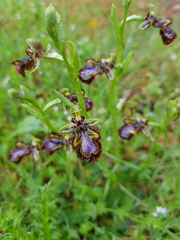 Ophrys speculum speculum