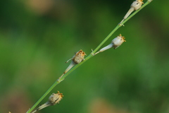 Silene burchellii